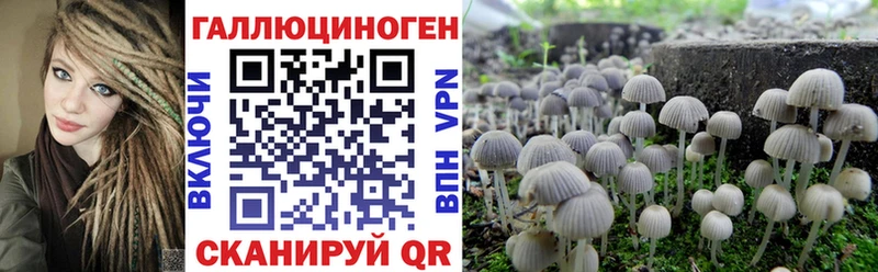 где купить наркотик  Чкаловск  hydra маркетплейс  Псилоцибиновые грибы мицелий 